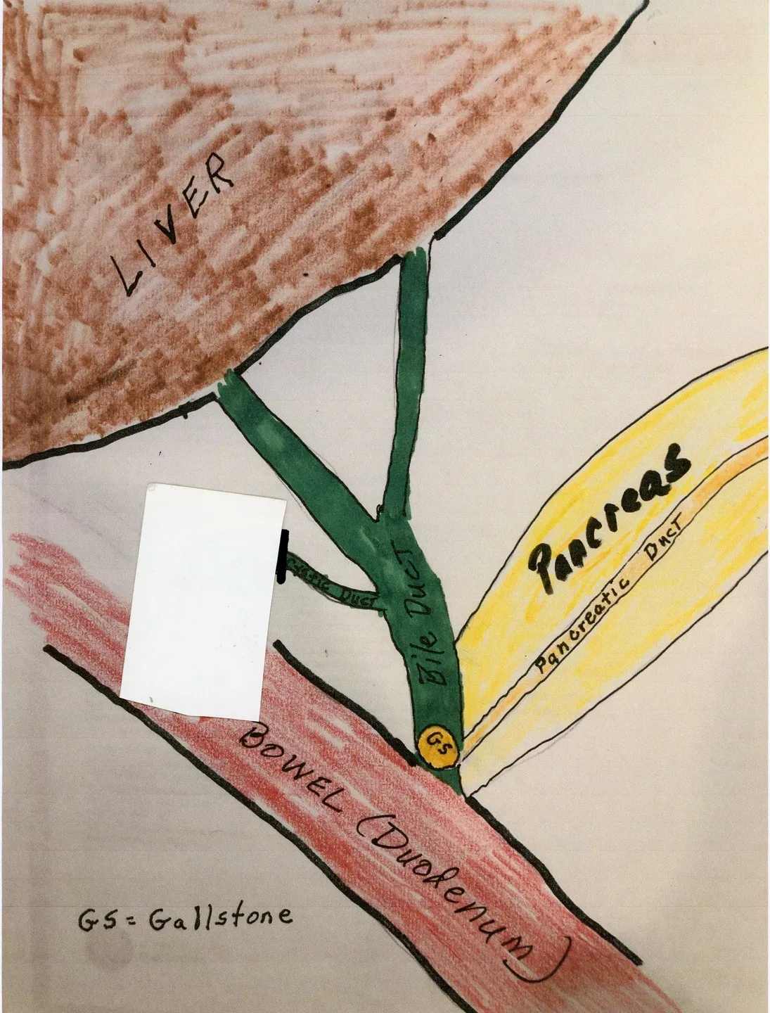 A drawing of a plant with labels on it.